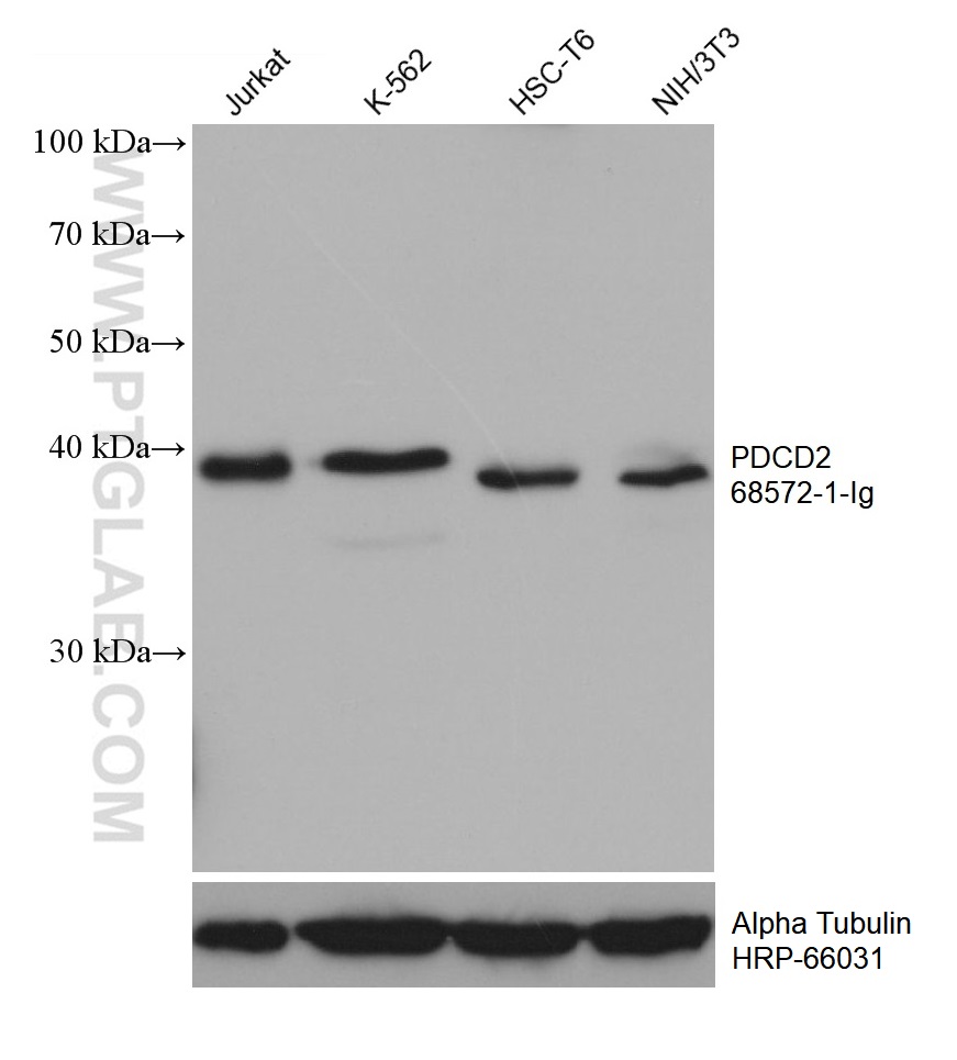 WB analysis using 68572-1-Ig