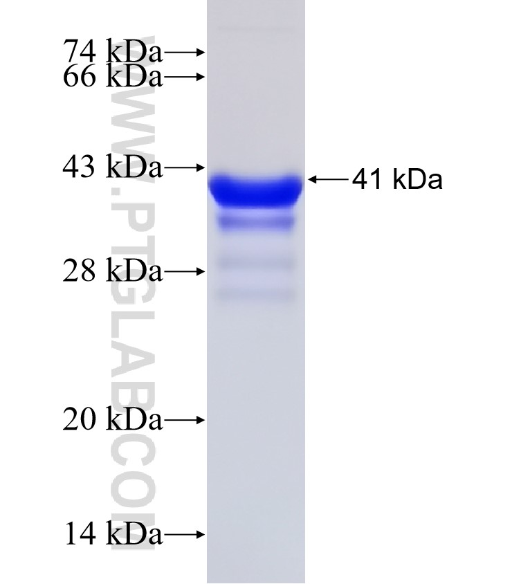 PDCD2L fusion protein Ag30789 SDS-PAGE