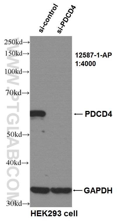 WB analysis of HEK293 cells using 12587-1-AP (same clone as 12587-1-PBS)