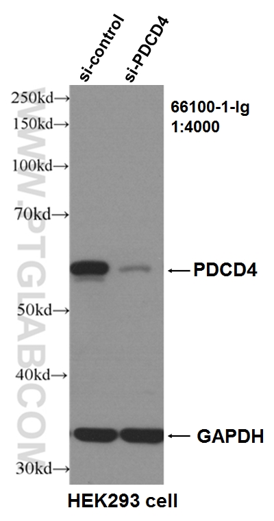 WB analysis of HEK293 cells using 66100-1-Ig (same clone as 66100-1-PBS)