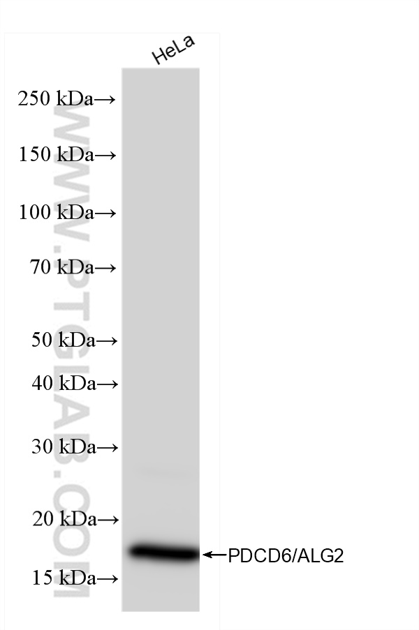 WB analysis of HeLa using 85792-5-RR (same clone as 85792-5-PBS)