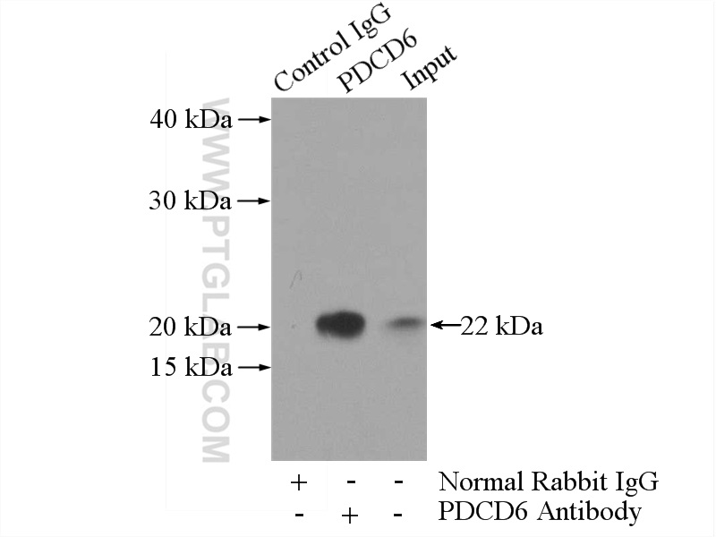 IP experiment of HeLa using 12303-1-AP