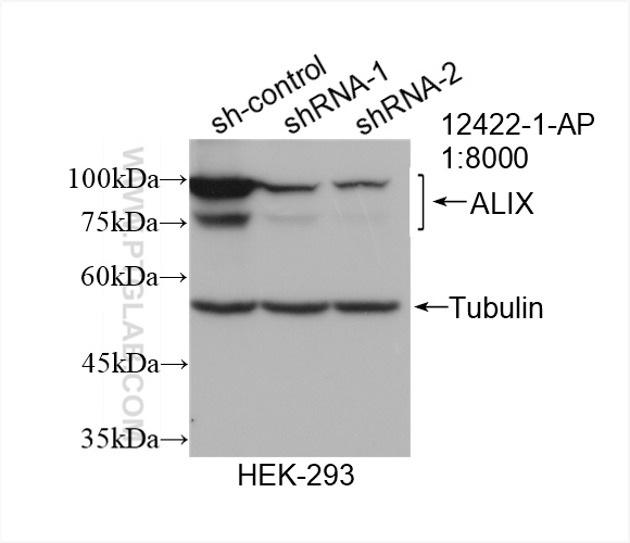 WB analysis of HEK-293 using 12422-1-AP