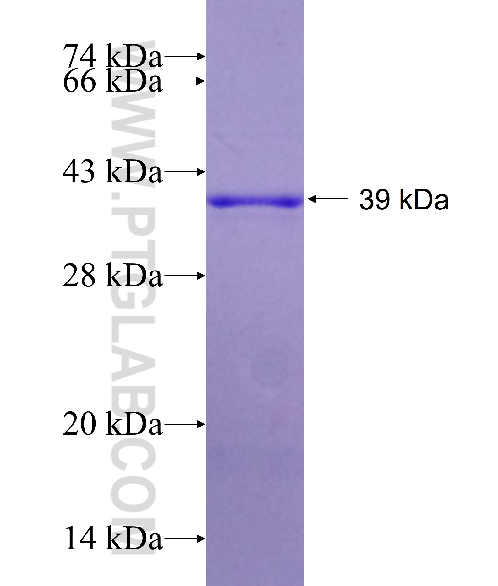 PDCL3 fusion protein Ag7063 SDS-PAGE