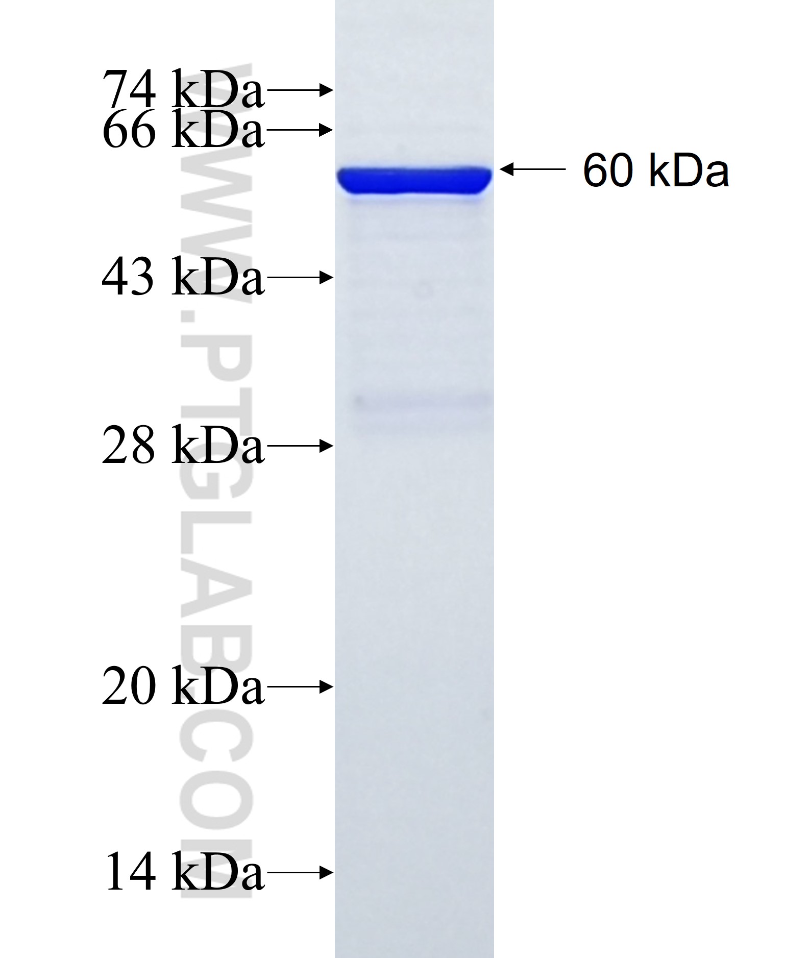 PDE10A fusion protein Ag12771 SDS-PAGE