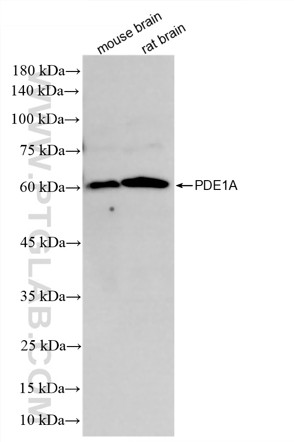 WB analysis using 87154-1-RR