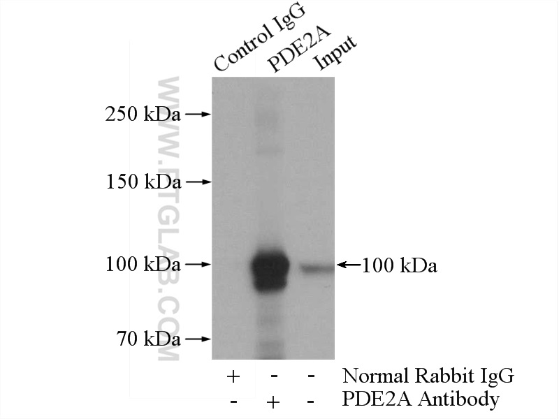 IP experiment of mouse brain using 55306-1-AP