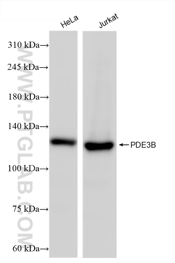 WB analysis using 85996-1-RR (same clone as 85996-1-PBS)