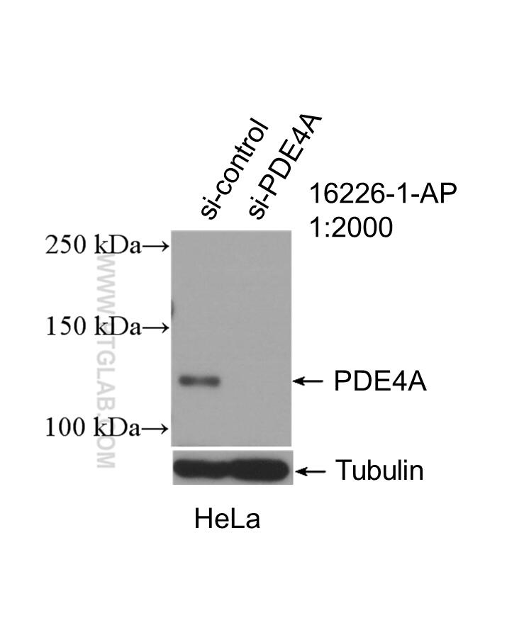 WB analysis of HeLa using 16226-1-AP