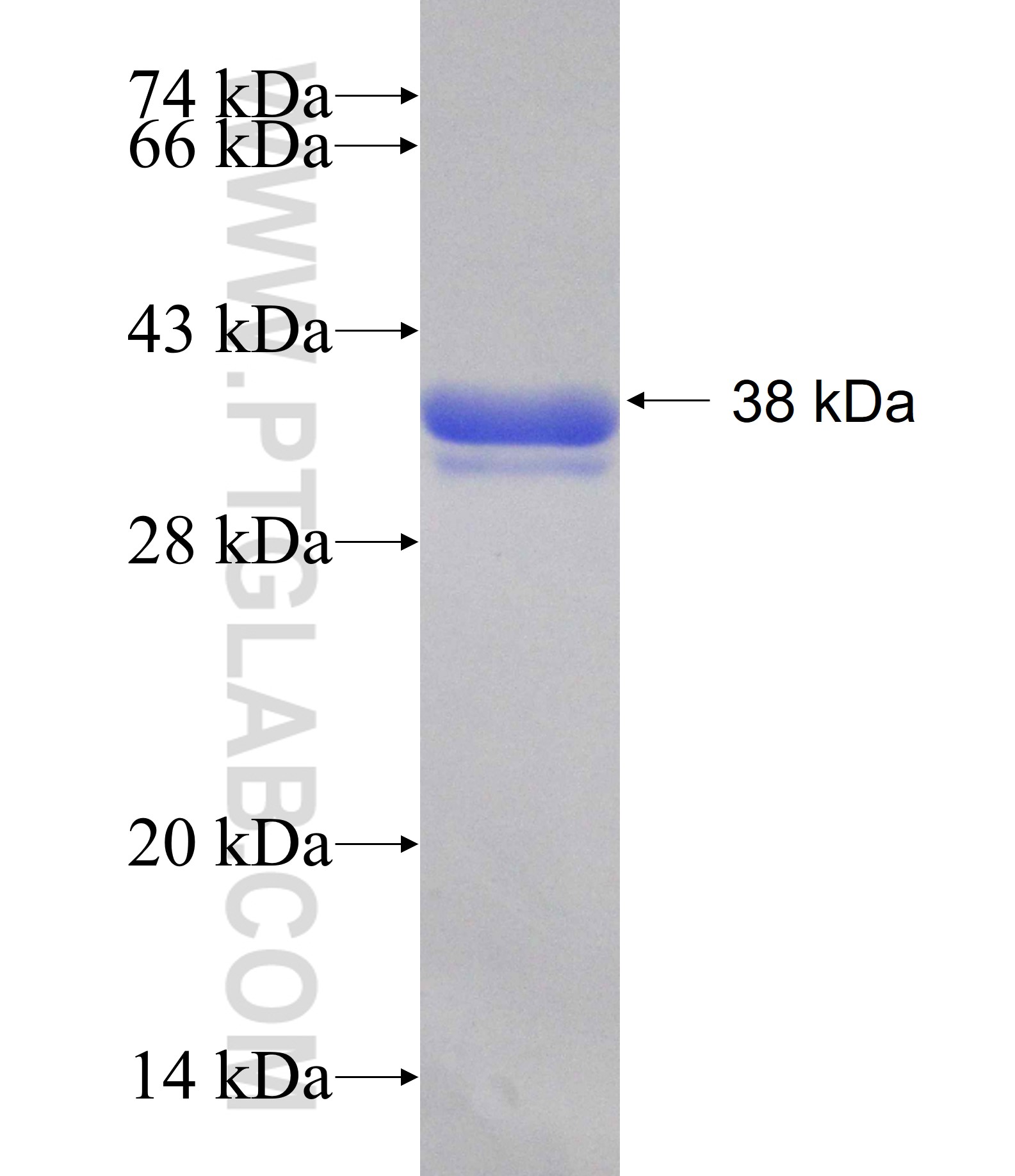 PDE4C fusion protein Ag30415 SDS-PAGE