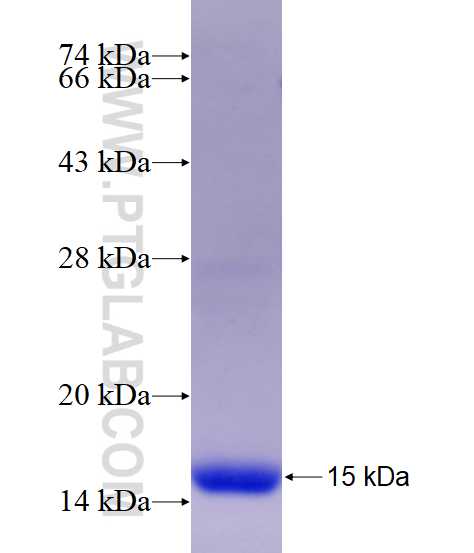 PDE4C fusion protein Ag17085 SDS-PAGE PDE4C fusion protein Ag17085 SDS-PAGE