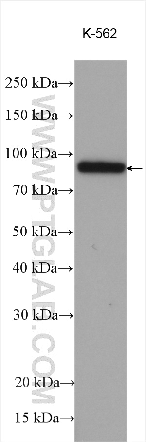 WB analysis using 12918-1-AP