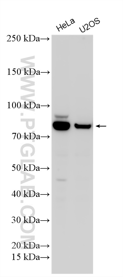 WB analysis using RMX00108 WB analysis using RMX00108