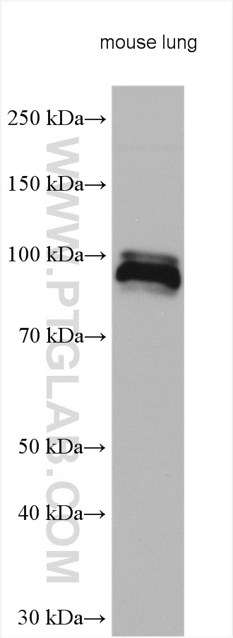 WB analysis using 22624-1-AP