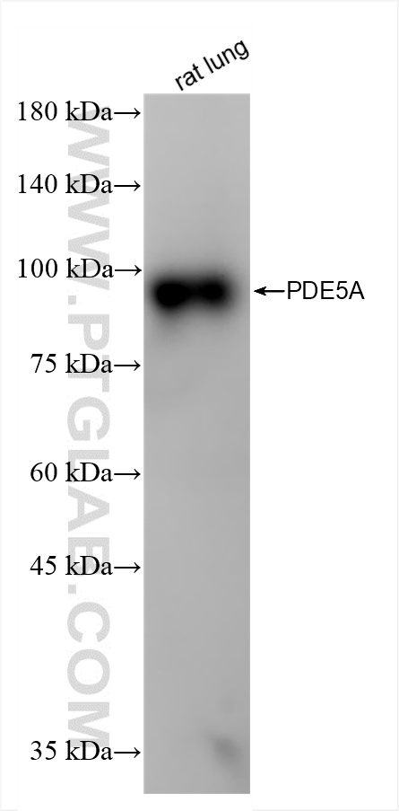 WB analysis of rat lung using 85030-1-RR (same clone as 85030-1-PBS)