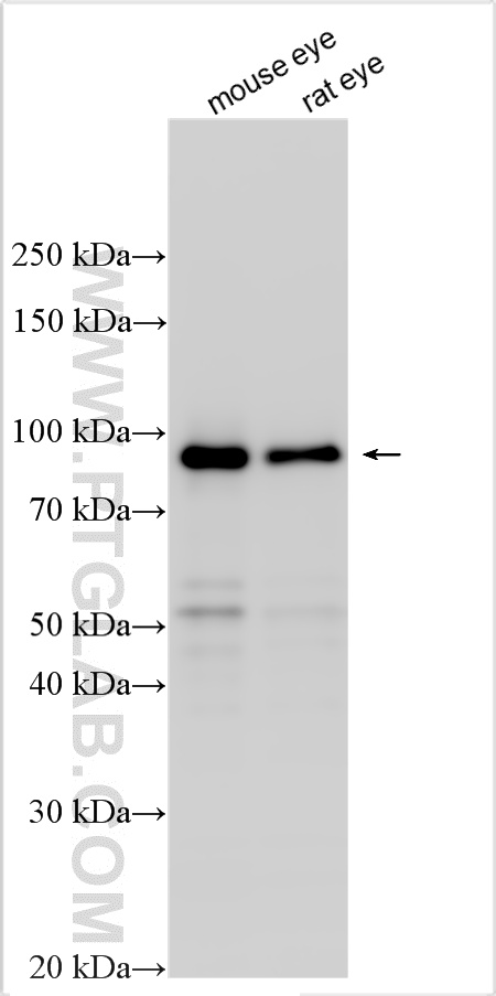 WB analysis using 10353-1-AP