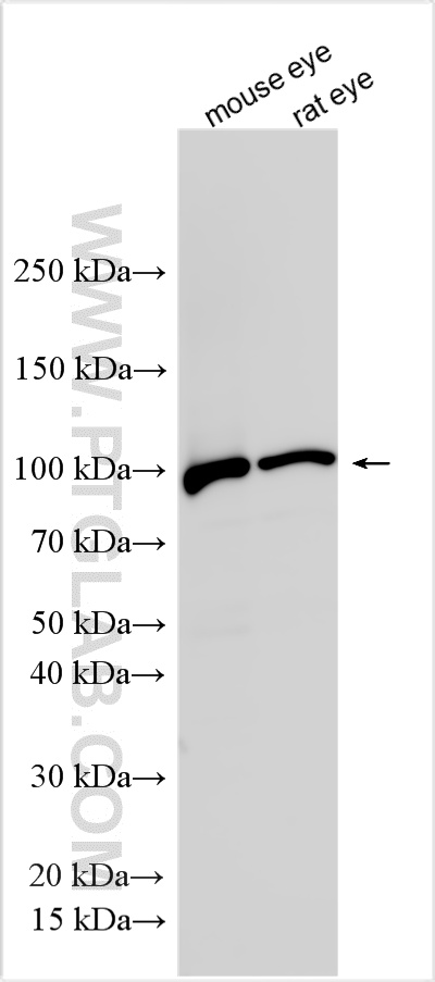 Various lysates were subjected to SDS PAGE followed by western blot with 22063-1-AP (PDE6B antibody) at dilution of 1:6000 incubated at room temperature for 1.5 hours. WB analysis using 22063-1-AP