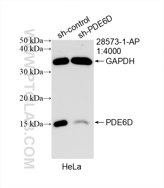 WB analysis of HeLa using 28573-1-AP