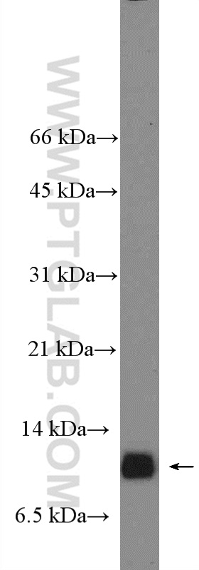 PDE6H