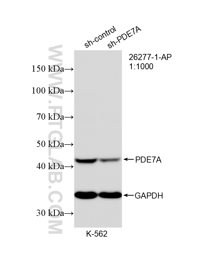 WB analysis of K-562 using 26277-1-AP