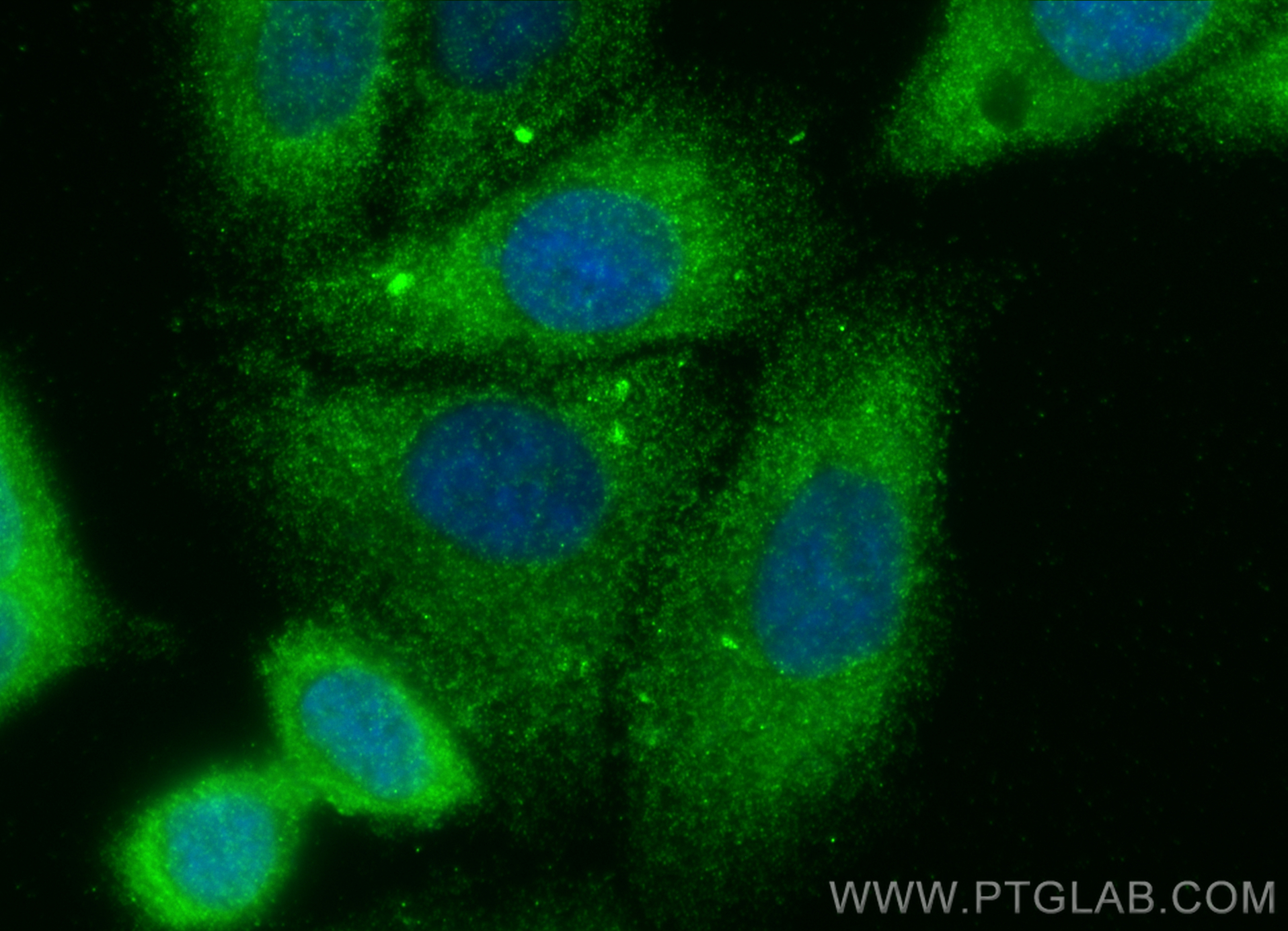 IF Staining of HepG2 using 17771-1-AP