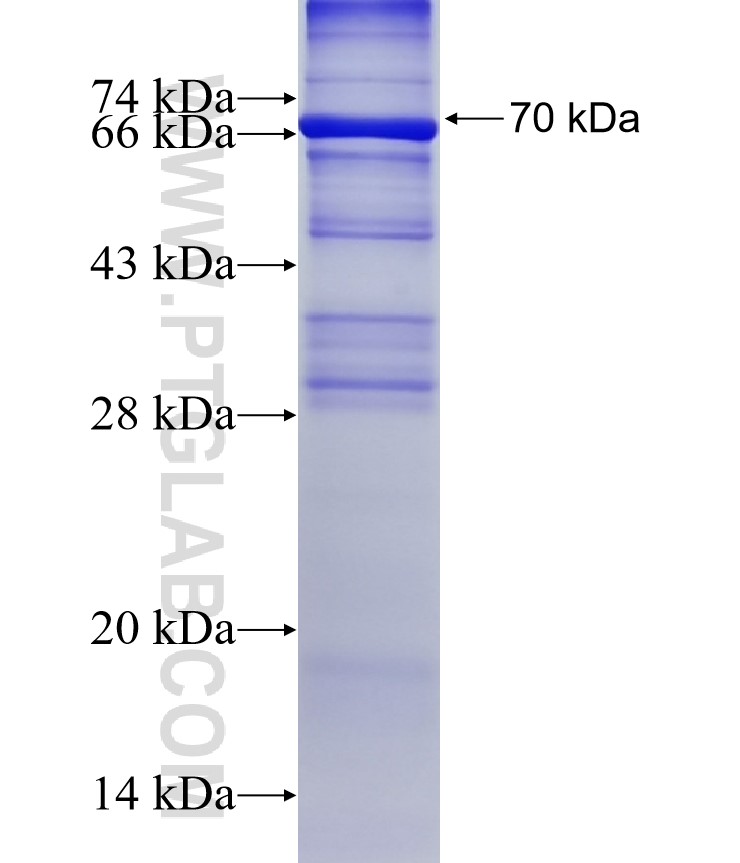 PDE7B fusion protein Ag12184 SDS-PAGE