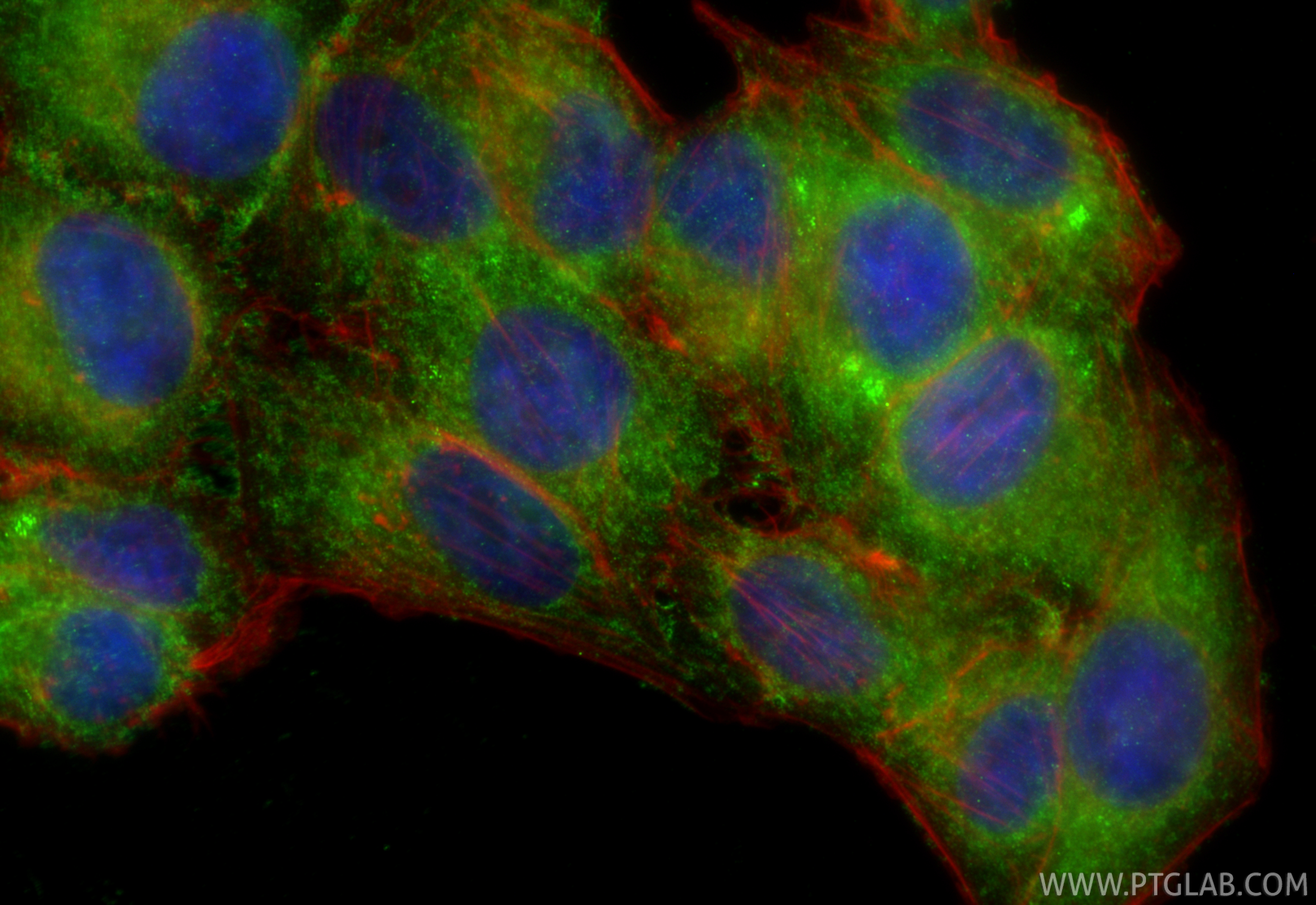 IF Staining of HepG2 using 24842-1-AP