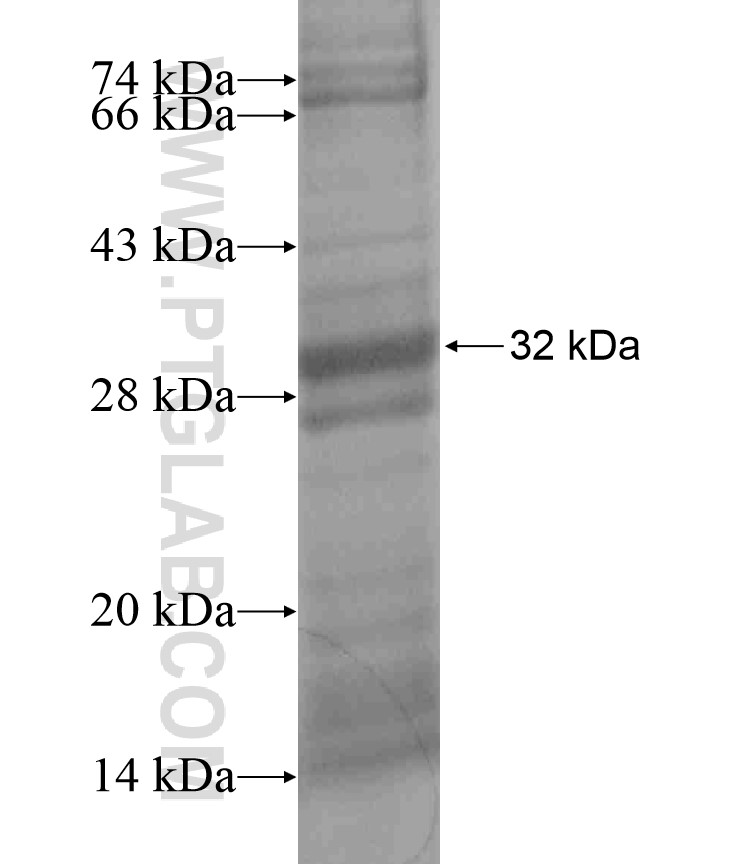 PDF fusion protein Ag18351 SDS-PAGE PDF fusion protein Ag18351 SDS-PAGE
