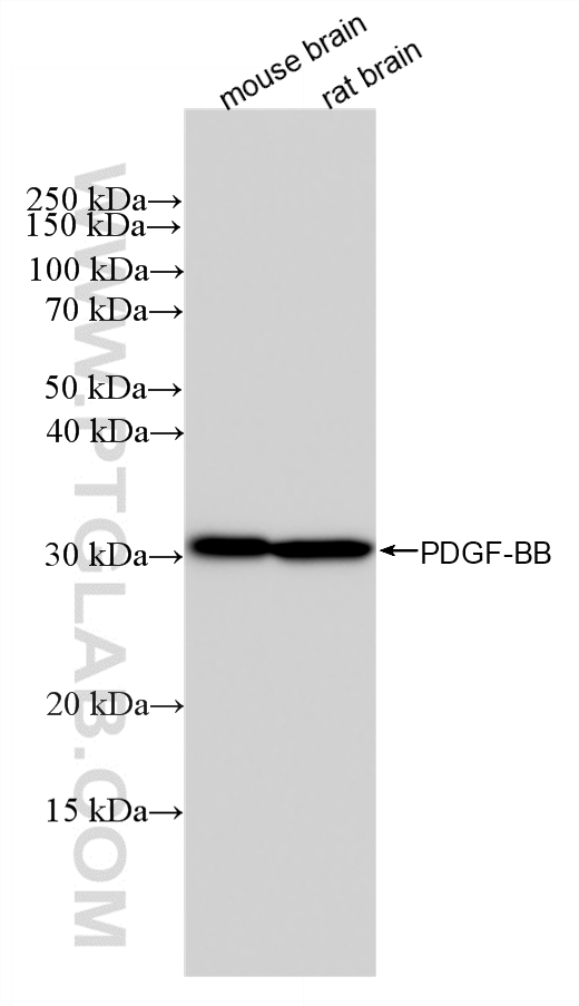 WB analysis using 87506-1-RR (same clone as 87506-1-PBS) WB analysis using 87506-1-RR (same clone as 87506-1-PBS)
