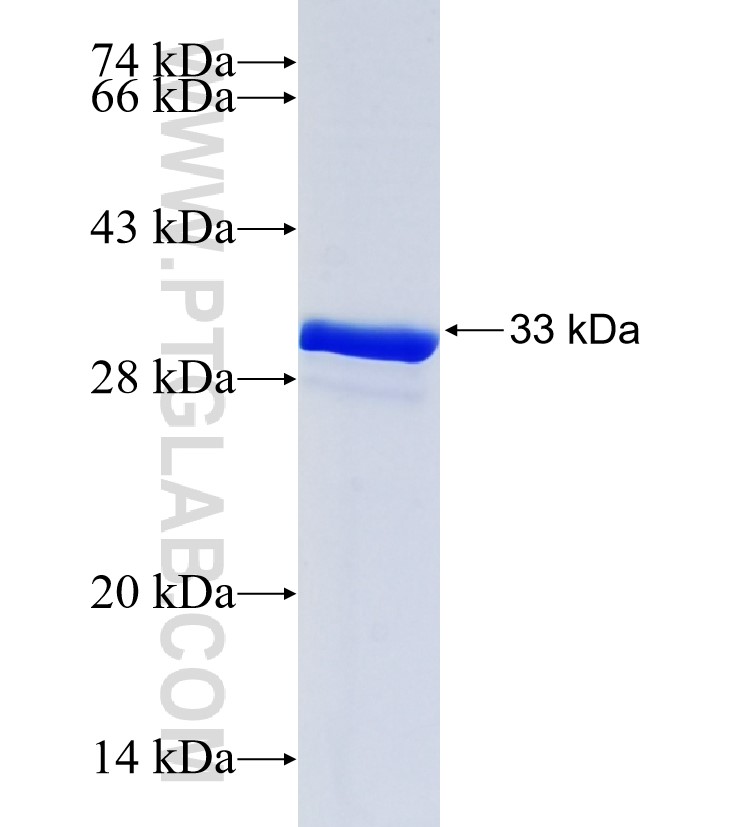 PDGFB fusion protein Ag24502 SDS-PAGE