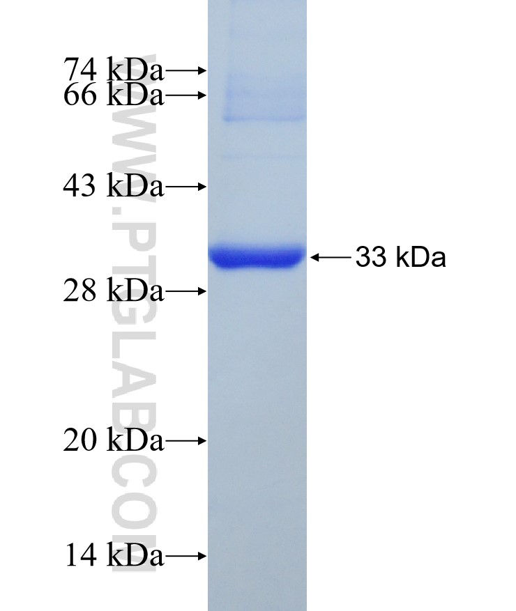 PDGFB fusion protein Ag14468 SDS-PAGE