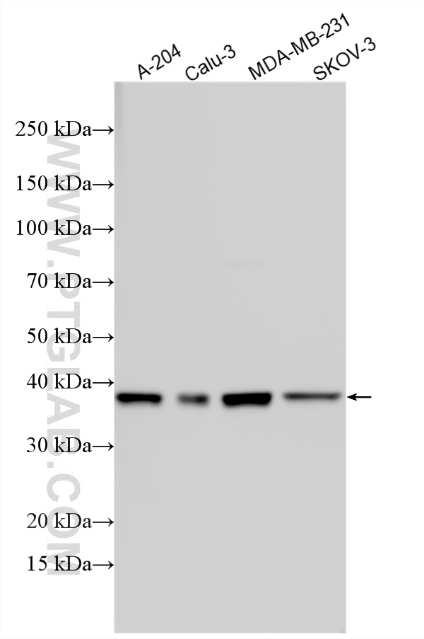 Various lysates were subjected to SDS PAGE followed by western blot with 55076-1-AP (PDGFC antibody) at dilution of 1:500 incubated at room temperature for 1.5 hours. WB analysis using 55076-1-AP