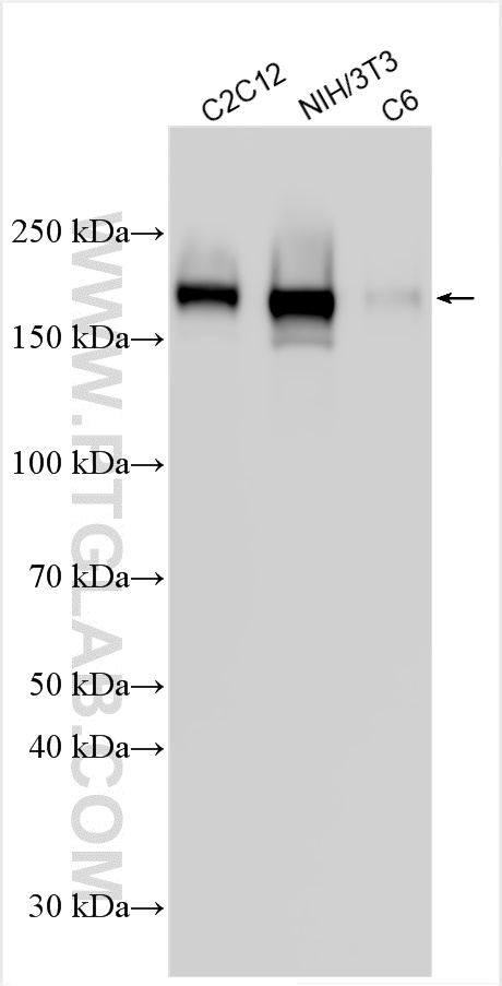 WB analysis using 32335-1-AP