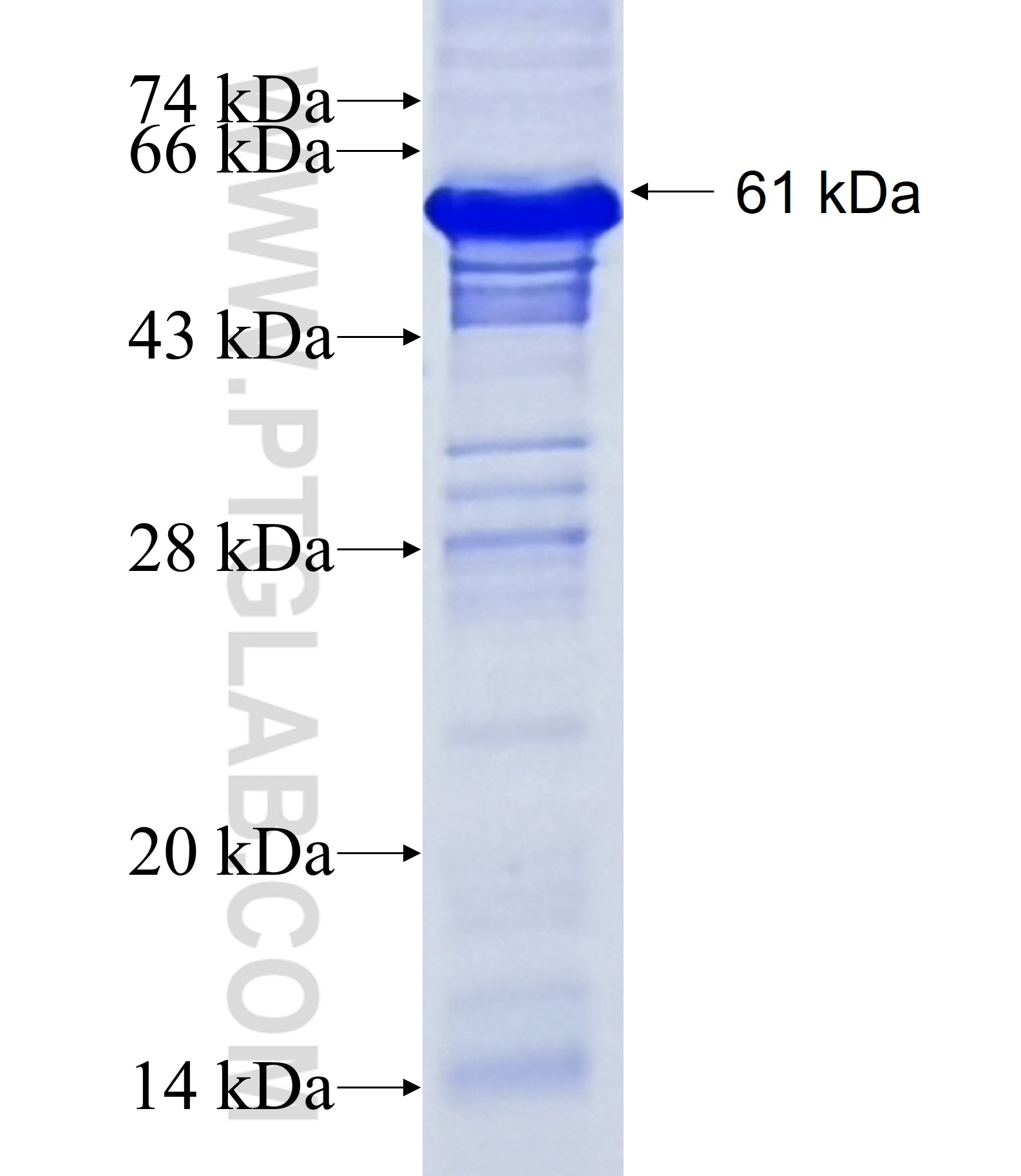 PDGFRA fusion protein Ag1385 SDS-PAGE