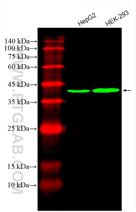 PDH E1 Alpha