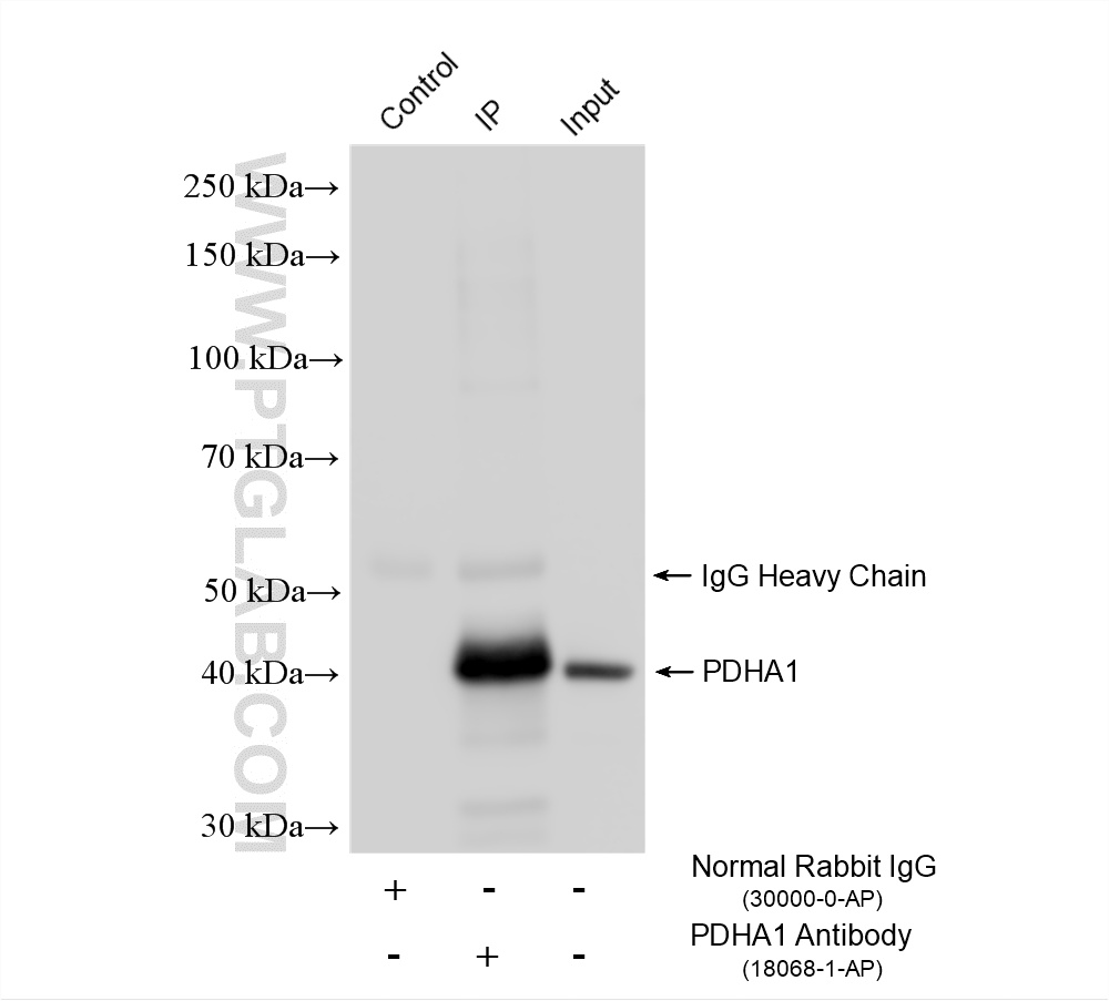 IP result of anti-PDH E1 Alpha (IP:18068-1-AP, 4ug; Detection:18068-1-AP 1:30000) with HeLa cells lysate 920 ug. IP experiment of HeLa using 18068-1-AP