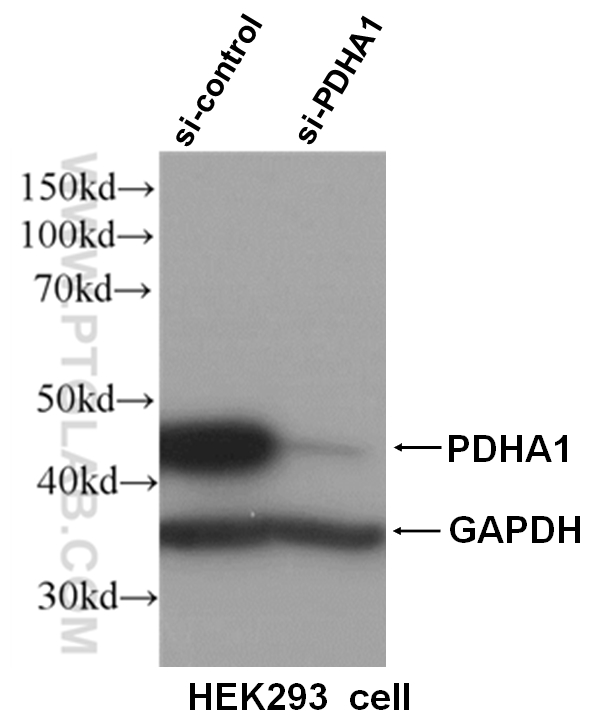 WB analysis of HEK293 cells using 18068-1-AP