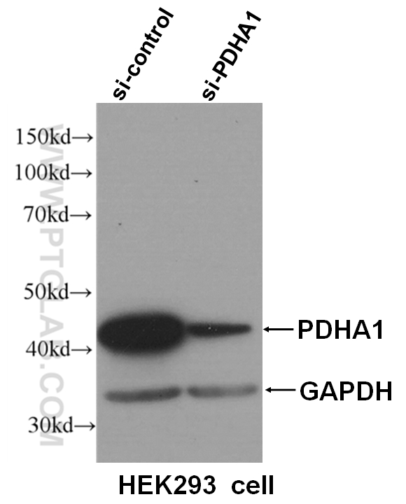 WB analysis of HEK293 cells using 66119-1-Ig