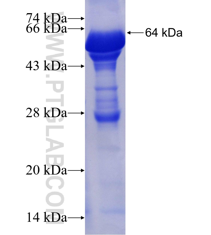 PDHA1 fusion protein Ag12701 SDS-PAGE