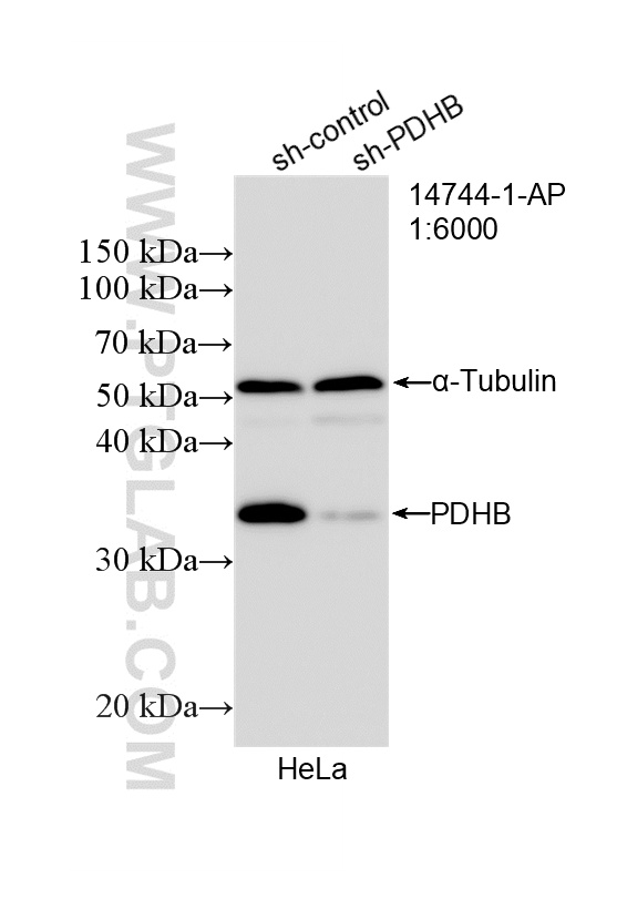 WB analysis of HeLa using 14744-1-AP