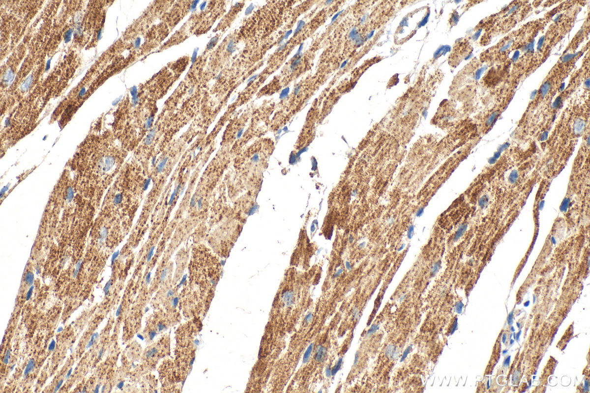 IHC staining of mouse heart using 68238-1-Ig (same clone as 68238-1-PBS)