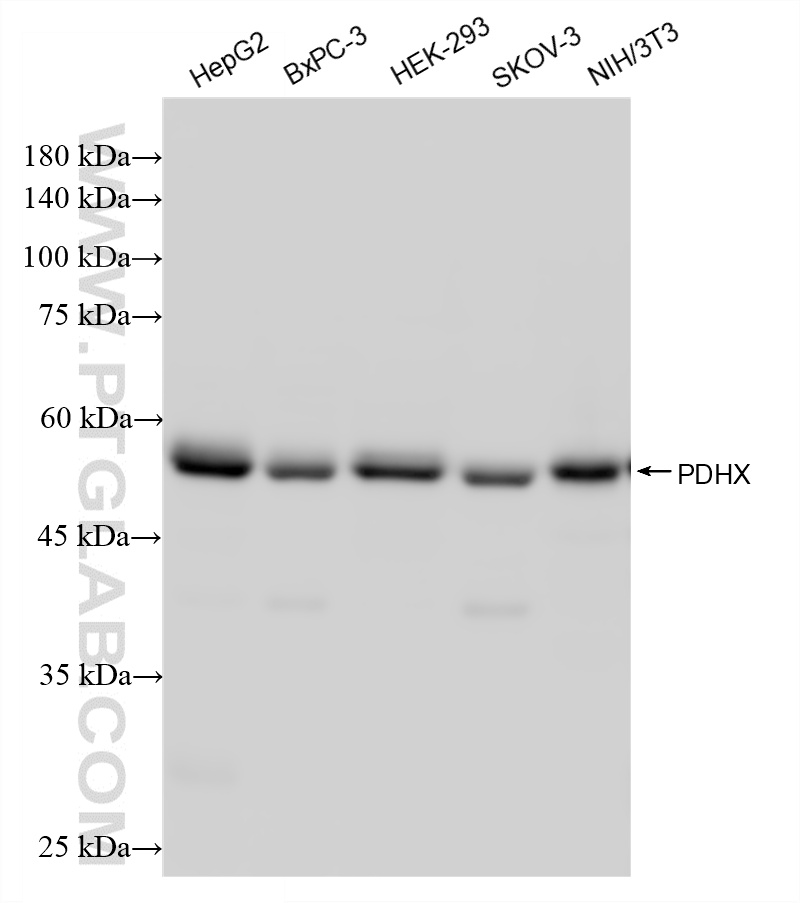 WB analysis using 87880-1-RR (same clone as 87880-1-PBS)