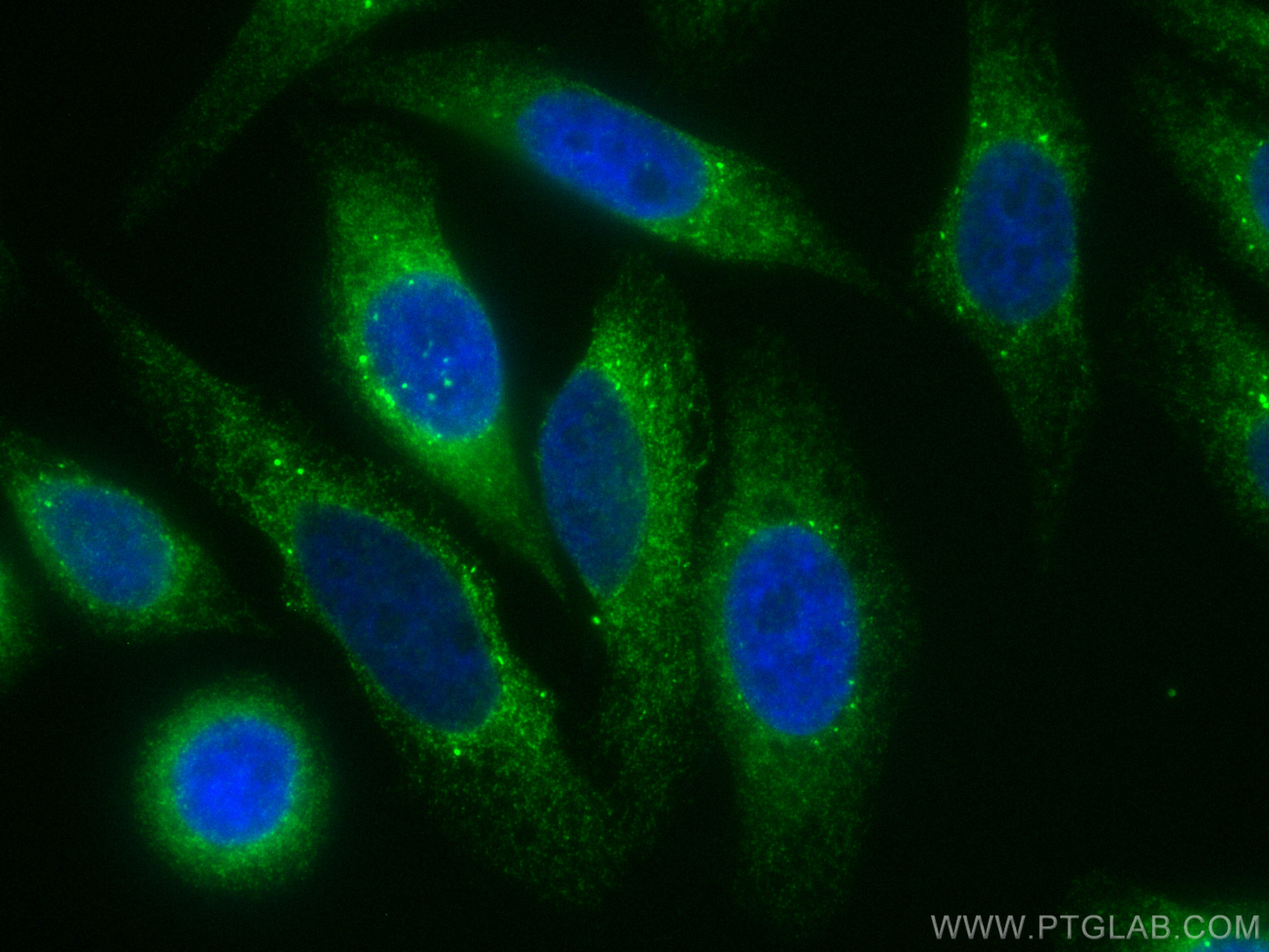 IF Staining of HepG2 using CL488-11245