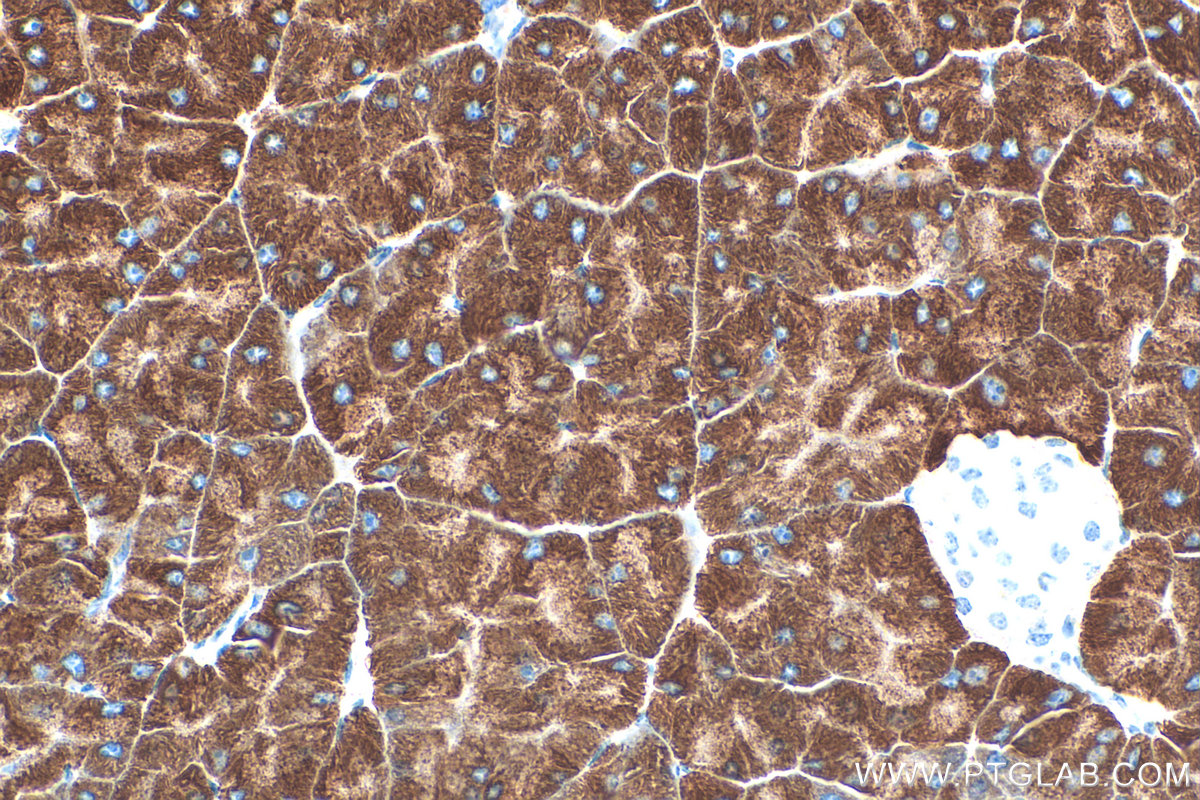 Immunohistochemical analysis of paraffin-embedded mouse pancreas tissue slide using 31458-1-AP (PDIA2 antibody) at dilution of 1:1000 (under 40x lens). Heat mediated antigen retrieval with Tris-EDTA buffer (pH 9.0). IHC staining of mouse pancreas using 31458-1-AP