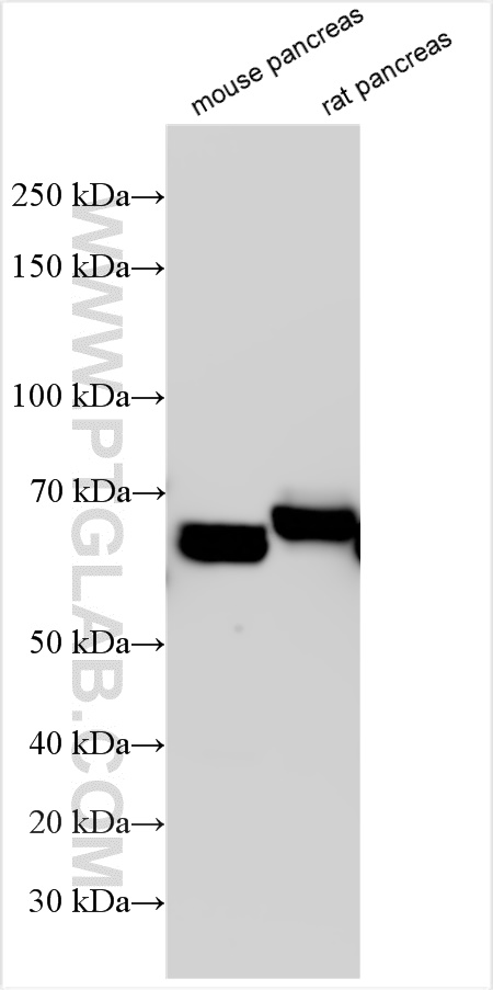 WB analysis using 31458-1-AP