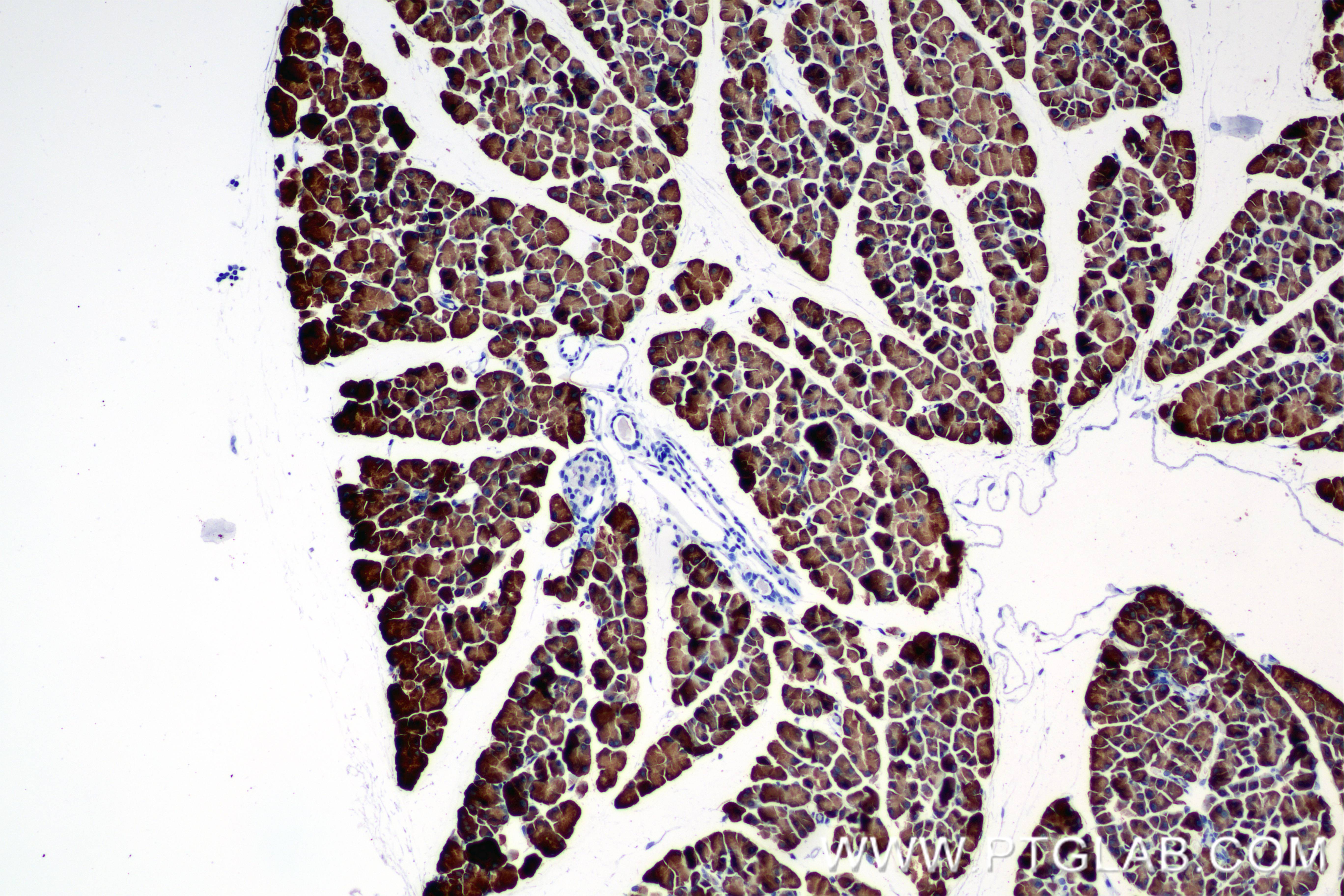 IHC staining of mouse pancreas using 84765-4-RR (same clone as 84765-4-PBS)
