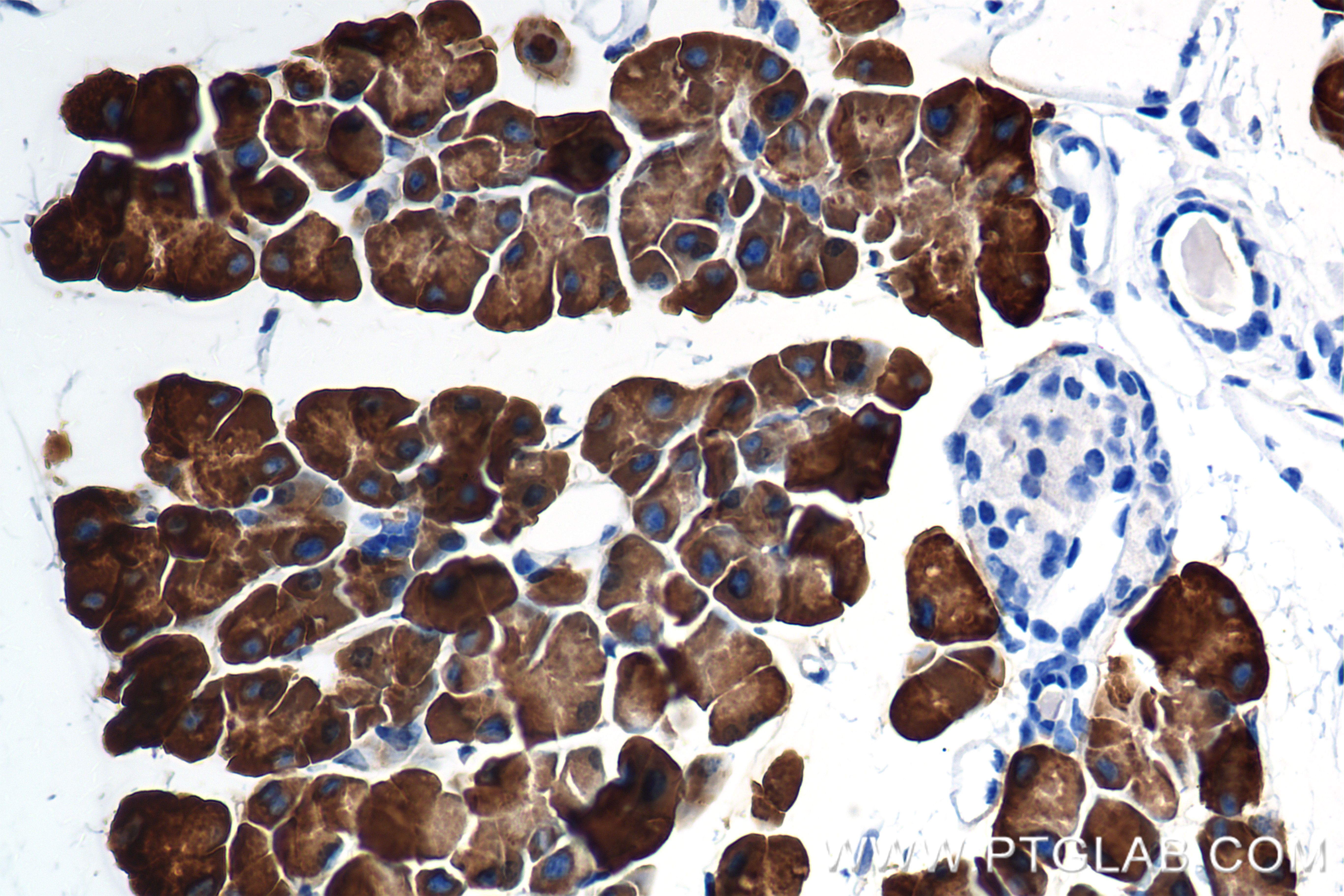 IHC staining of mouse pancreas using 84765-4-RR (same clone as 84765-4-PBS)