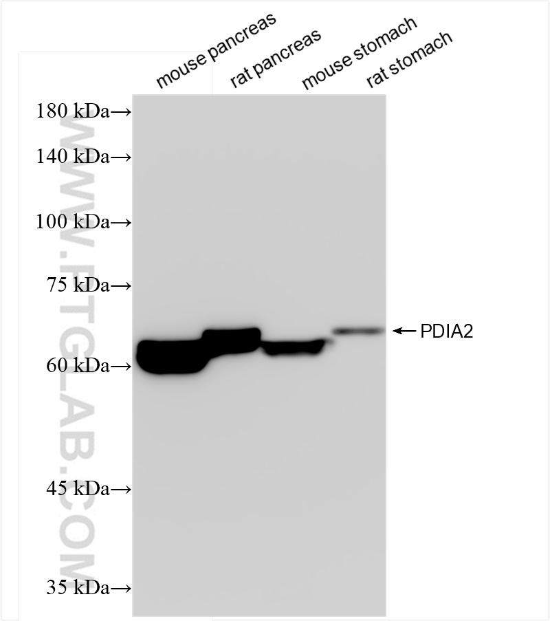 WB analysis using 84765-4-RR (same clone as 84765-4-PBS)