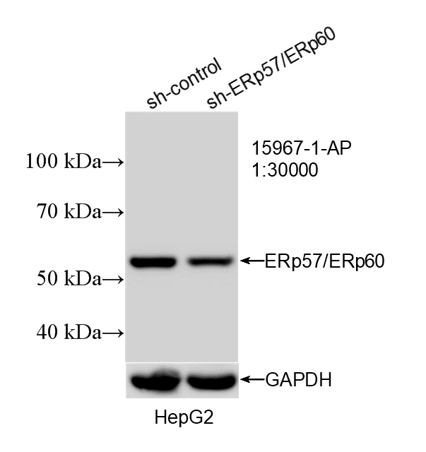 WB analysis of HepG2 using 15967-1-AP