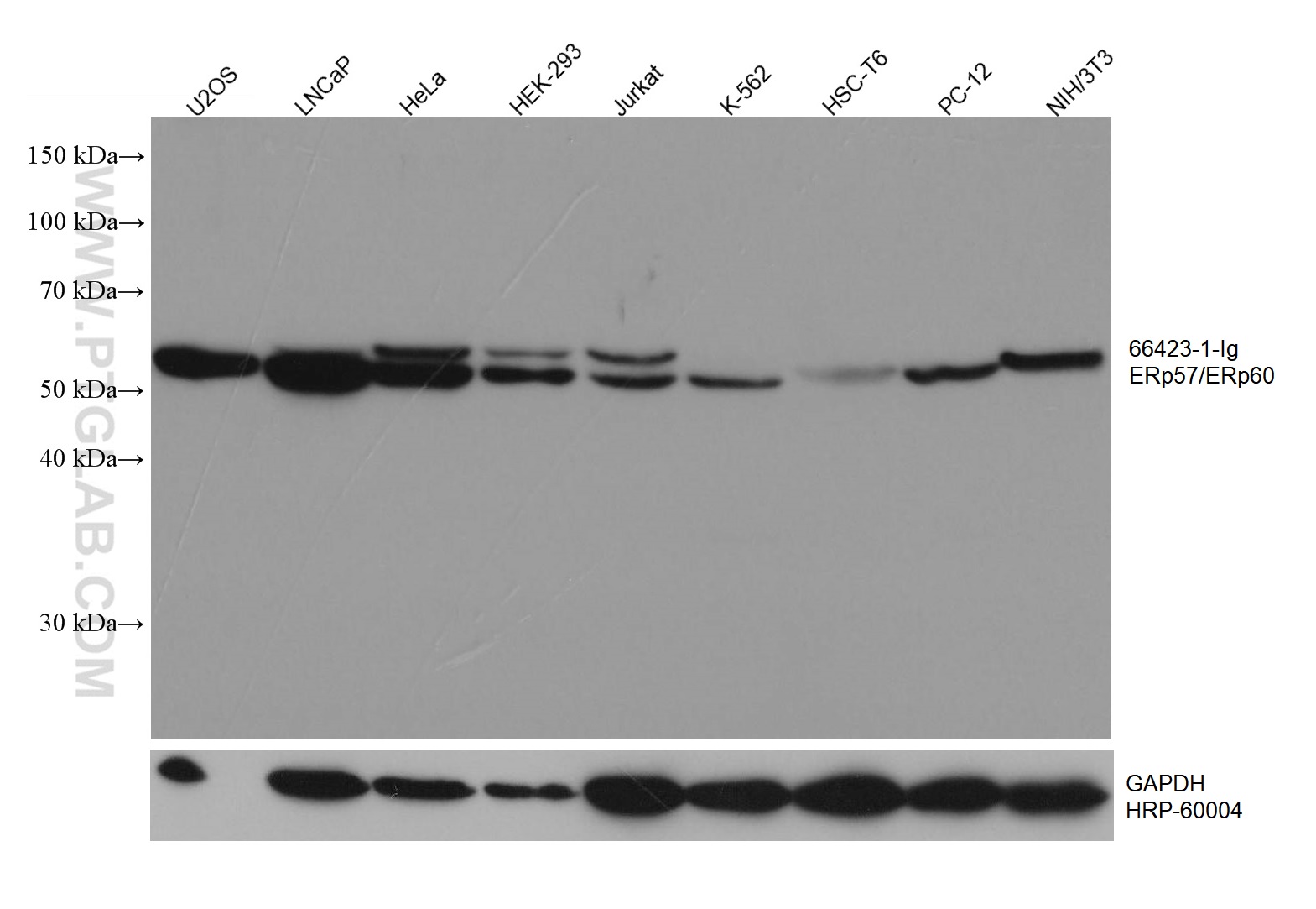 WB analysis using 66423-1-Ig